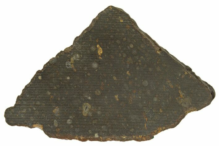Carbonaceous Chondrite Meteorite ( g) Slice - NWA #308382